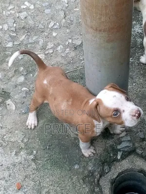 Photo - 1-3 months Male Purebred American Pit Bull Terrier