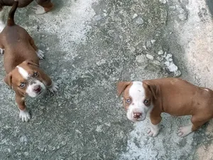Photo - 1-3 months Male Purebred American Pit Bull Terrier