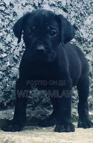 1-3 months Male Purebred Cane Corso