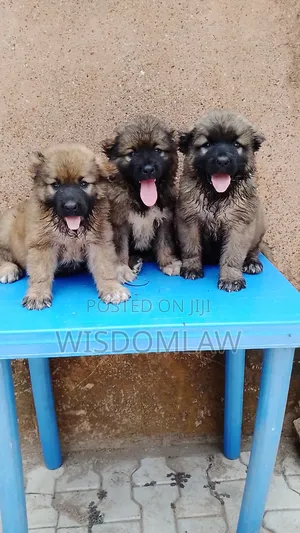 1-3 months Female Purebred Caucasian Shepherd
