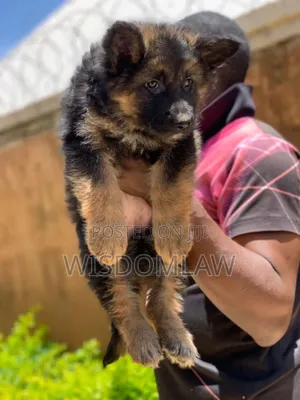 1-3 months Female Purebred German Shepherd