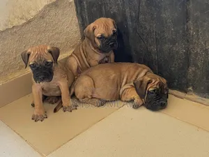 1-3 months Male Purebred Bullmastiff