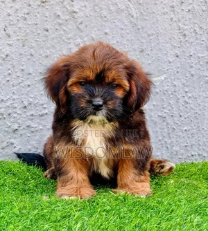 1-3 months Male Purebred Lhasa Apso