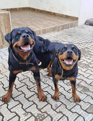 1-3 months Male Purebred Rottweiler