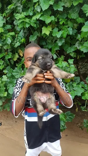 1-3 months Female Purebred German Shepherd