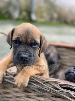 1-3 months Male Purebred Boerboel