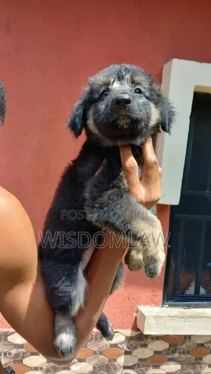 1-3 months Male Purebred German Shepherd