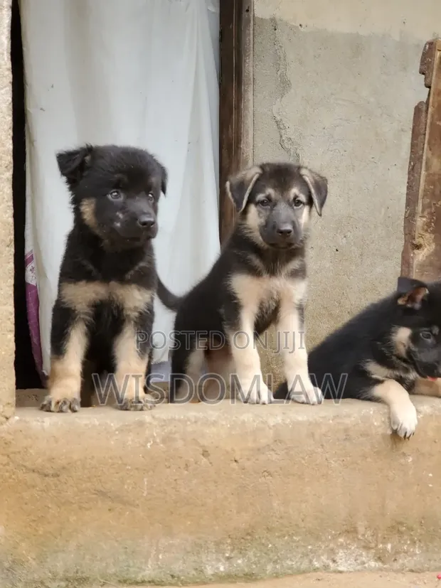 1-3 months Male Purebred German Shepherd in Enugu Dogs Puppies