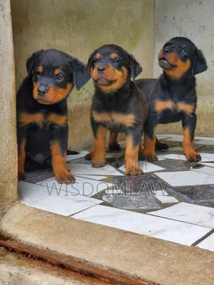 1-3 months Male Purebred Rottweiler