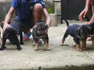 1-3 months Male Purebred German Shepherd