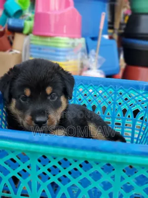 1-3 months Male Purebred Rottweiler