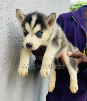 1-3 months Female Purebred Siberian Husky