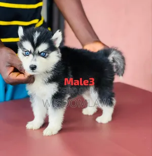 1-3 months Male Purebred Siberian Husky