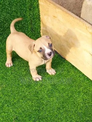 1-3 months Male Purebred American Bully