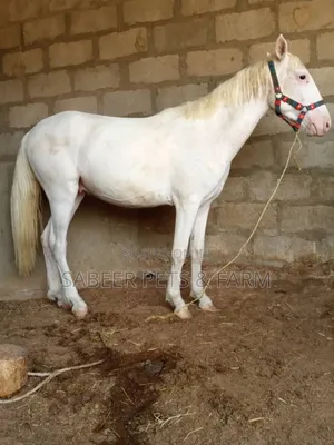 Photo - Pure White Horse for Sale