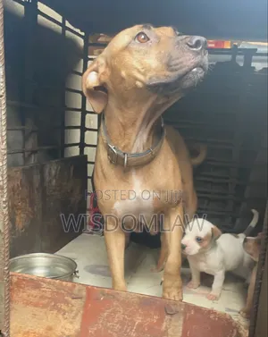 Photo - 1-3 months Female Purebred American Pit Bull Terrier