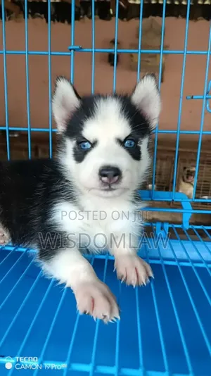 1-3 months Male Purebred Siberian Husky