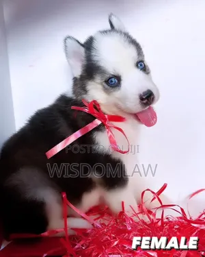 1-3 months Female Purebred Siberian Husky