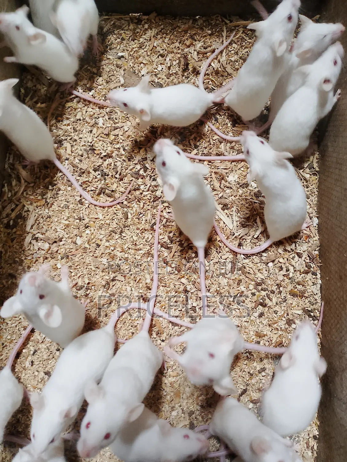 Albino Mice