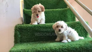 1-3 months Male Purebred Lhasa Apso