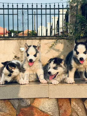 1-3 months Male Purebred Siberian Husky