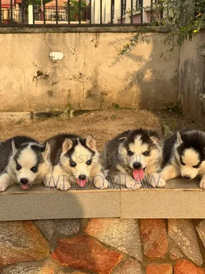 1-3 months Female Purebred Siberian Husky