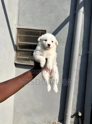1-3 months Male Purebred American Eskimo