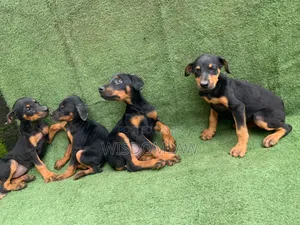 1-3 months Female Purebred Doberman Pinscher