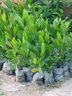 Cashew Seedlings
