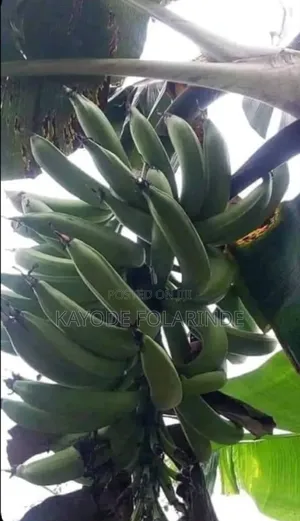 Plantain Sucker