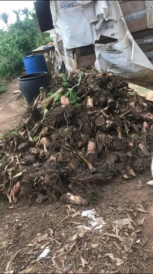 Plantain Sucker