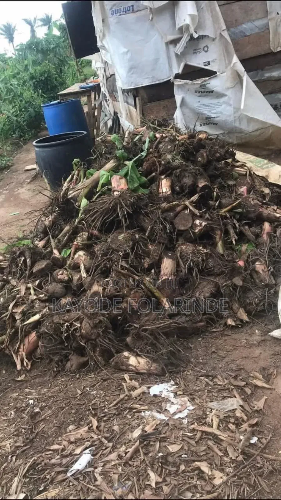 Plantain Sucker
