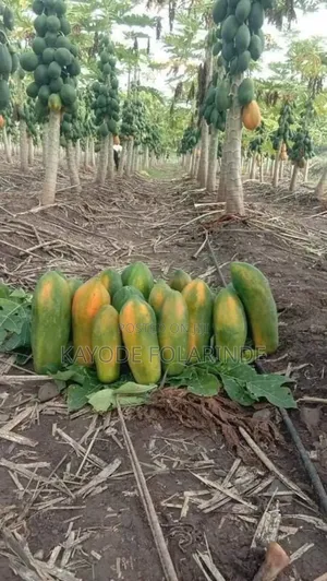 Dwarf Pawpaw
