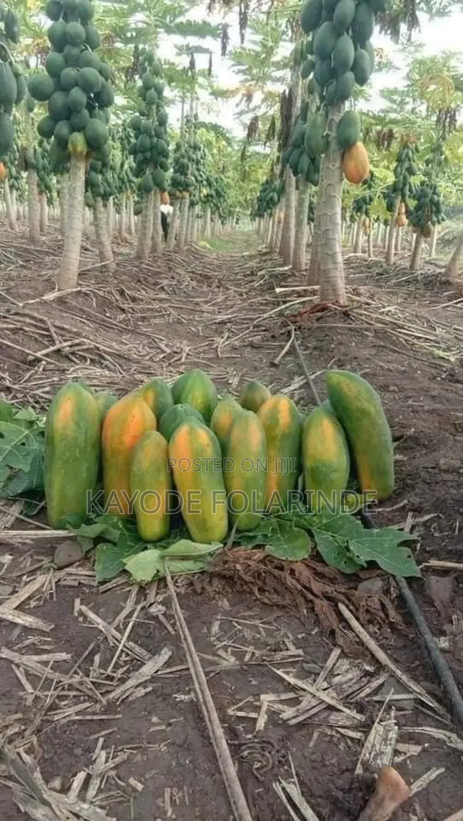 Dwarf Pawpaw