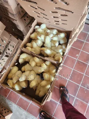 Profound Day Old Broiler Chicks