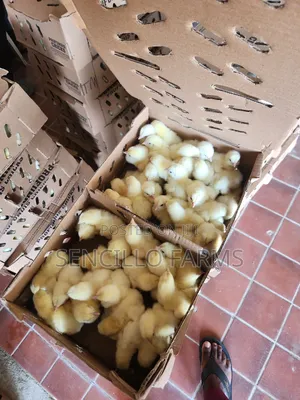 Profound Day Old Broiler Chicks