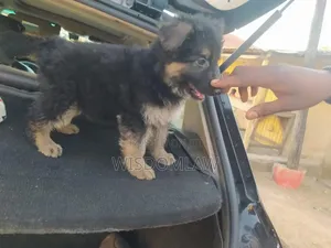 1-3 months Male Purebred German Shepherd