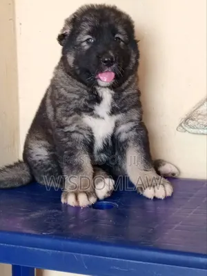 1-3 months Male Purebred Caucasian Shepherd