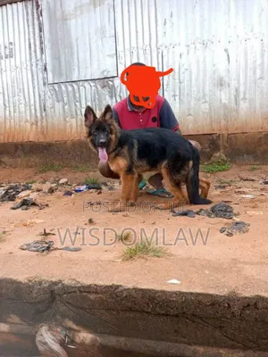 3-6 months Male Purebred German Shepherd