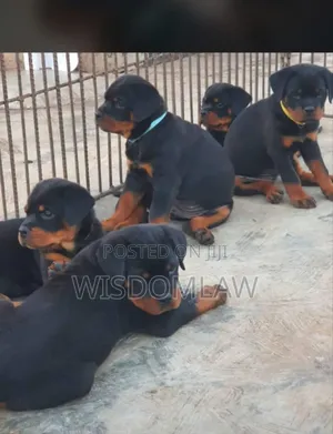 1-3 months Male Purebred Rottweiler