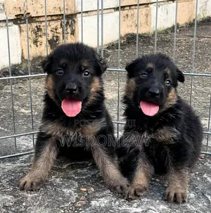 1-3 months Female Purebred German Shepherd