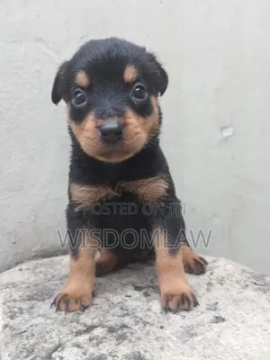 1-3 months Male Purebred Rottweiler