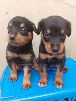 1-3 months Female Purebred Rottweiler