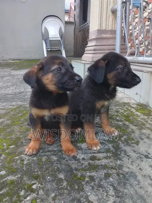 1-3 months Female Purebred German Shepherd