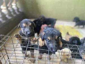 1-3 months Male Purebred German Shepherd