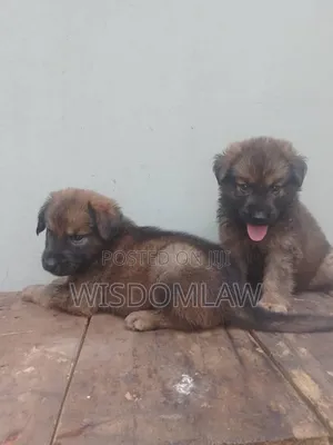 1-3 months Female Purebred German Shepherd