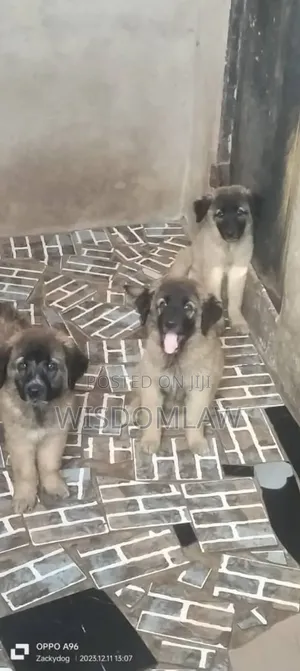 1-3 months Male Mixed Breed Caucasian Shepherd