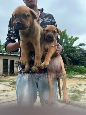 1-3 months Female Purebred Boerboel