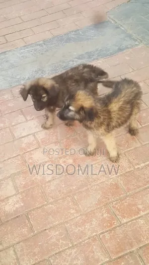 1-3 months Male Purebred German Shepherd