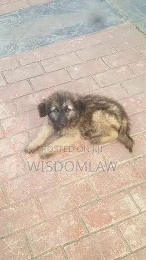 1-3 months Female Purebred German Shepherd